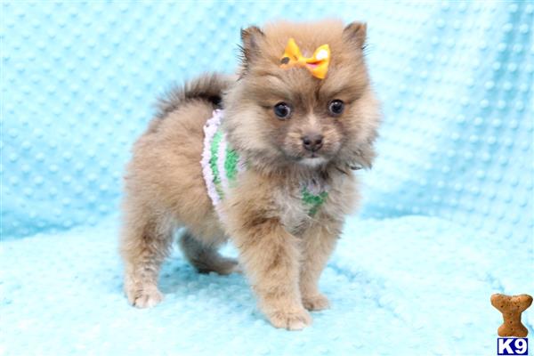 CMPuppyHeaven Picture 1